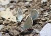 Polyommatus coridon